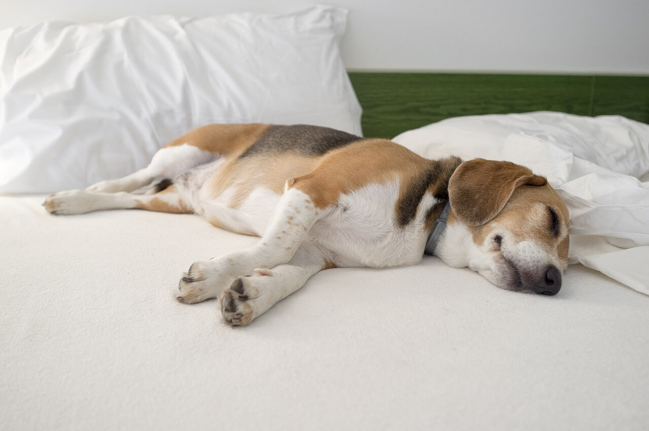 Perro beagle duerme. 