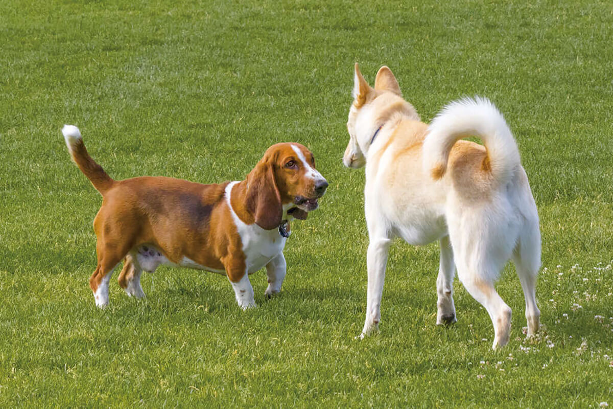 Perro tenso frente a otro can. 