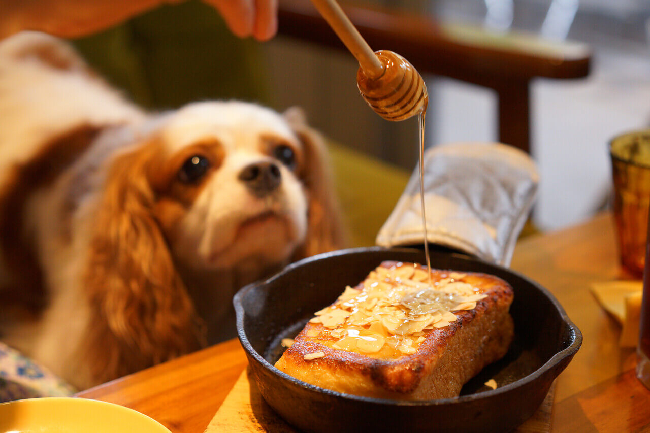 A Cavalier King Charles Spaniel watching honey being drizzled over a dessert.