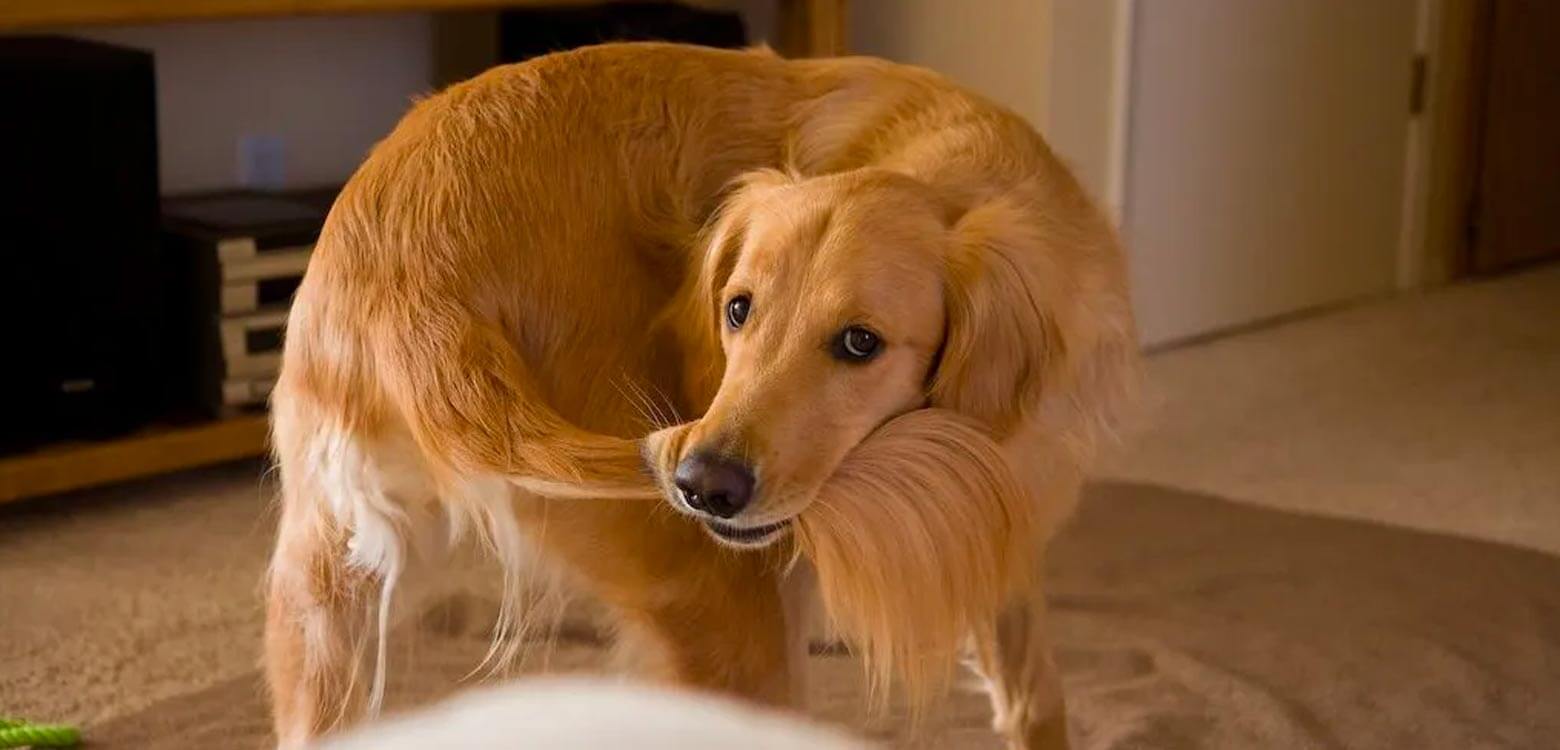 Perro se persigue cola.
