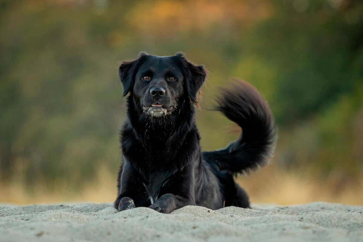 Perro triste mueve la cola.