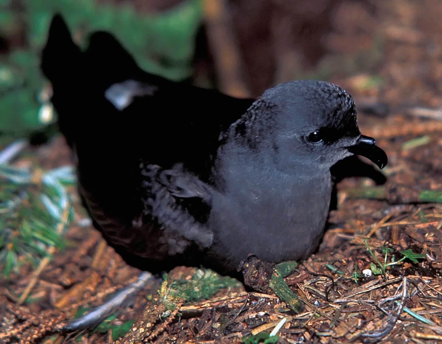 Petrel de Guadalupe (Hydrobates macrodactylus).