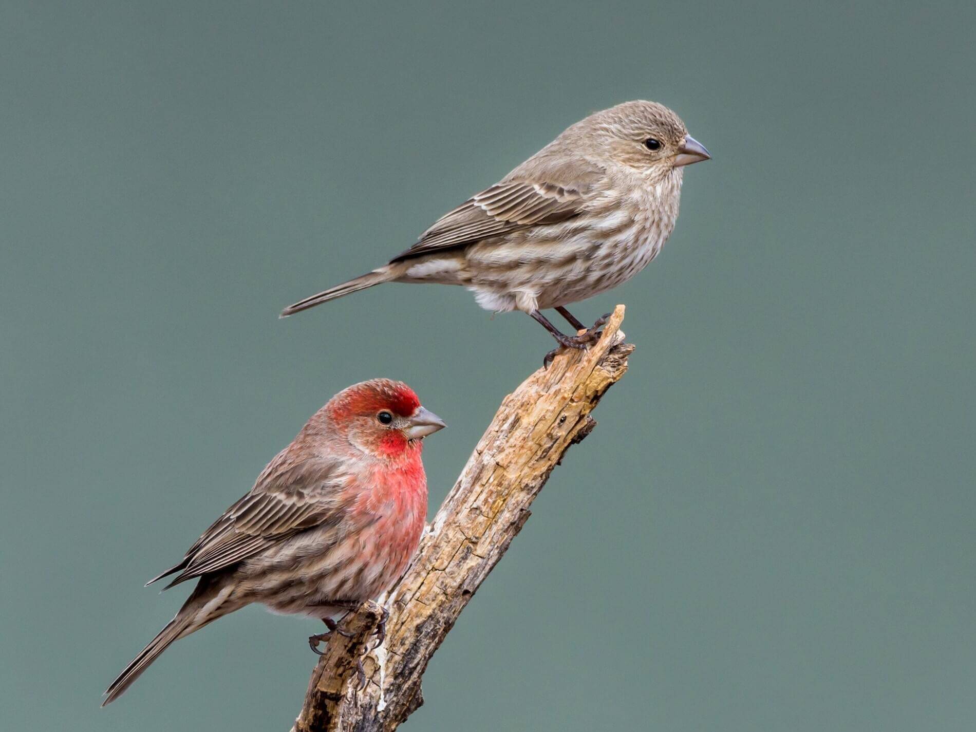 Two Guadalupe Island house finches (Haemorhous mexicanus amplus).