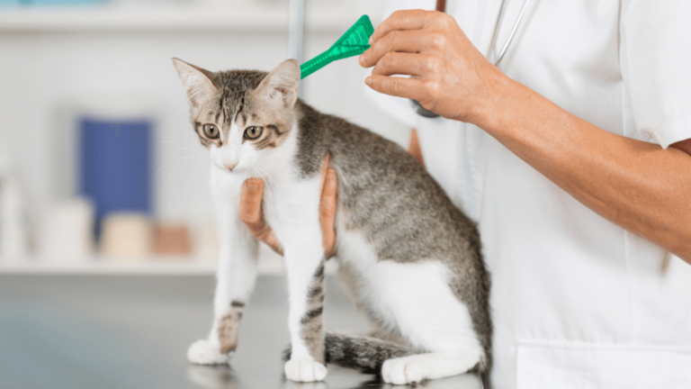 Pipeta para gatos: cómo aplicarla, tipos, duración y consejos