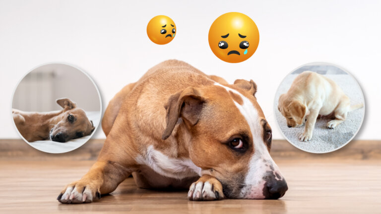 ¡Presta atención! Estas 11 POSTURAS indican que tu perro está triste