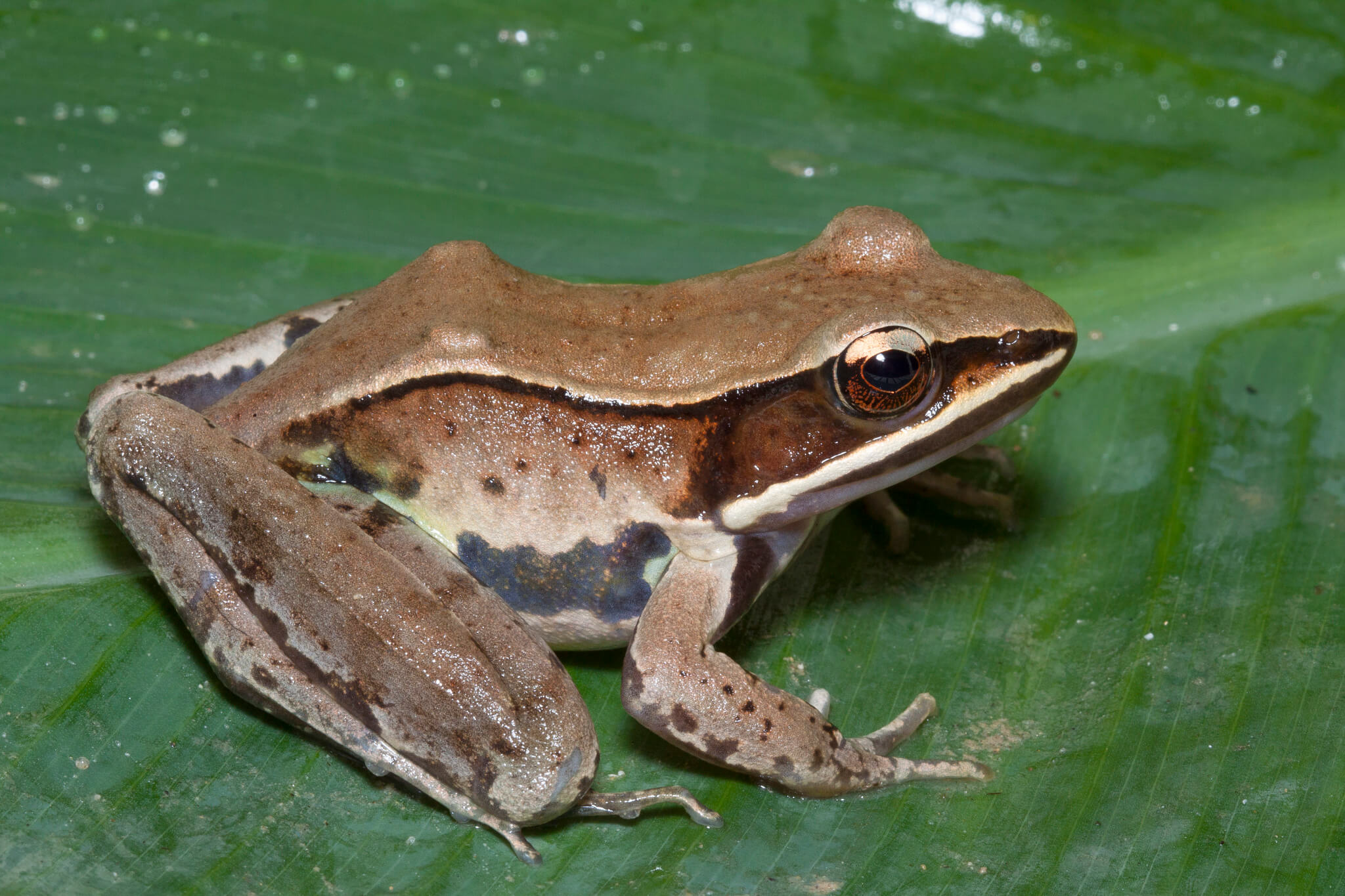 Rana de la sierra Madre Occidental (Lithobates sierramadrensis).