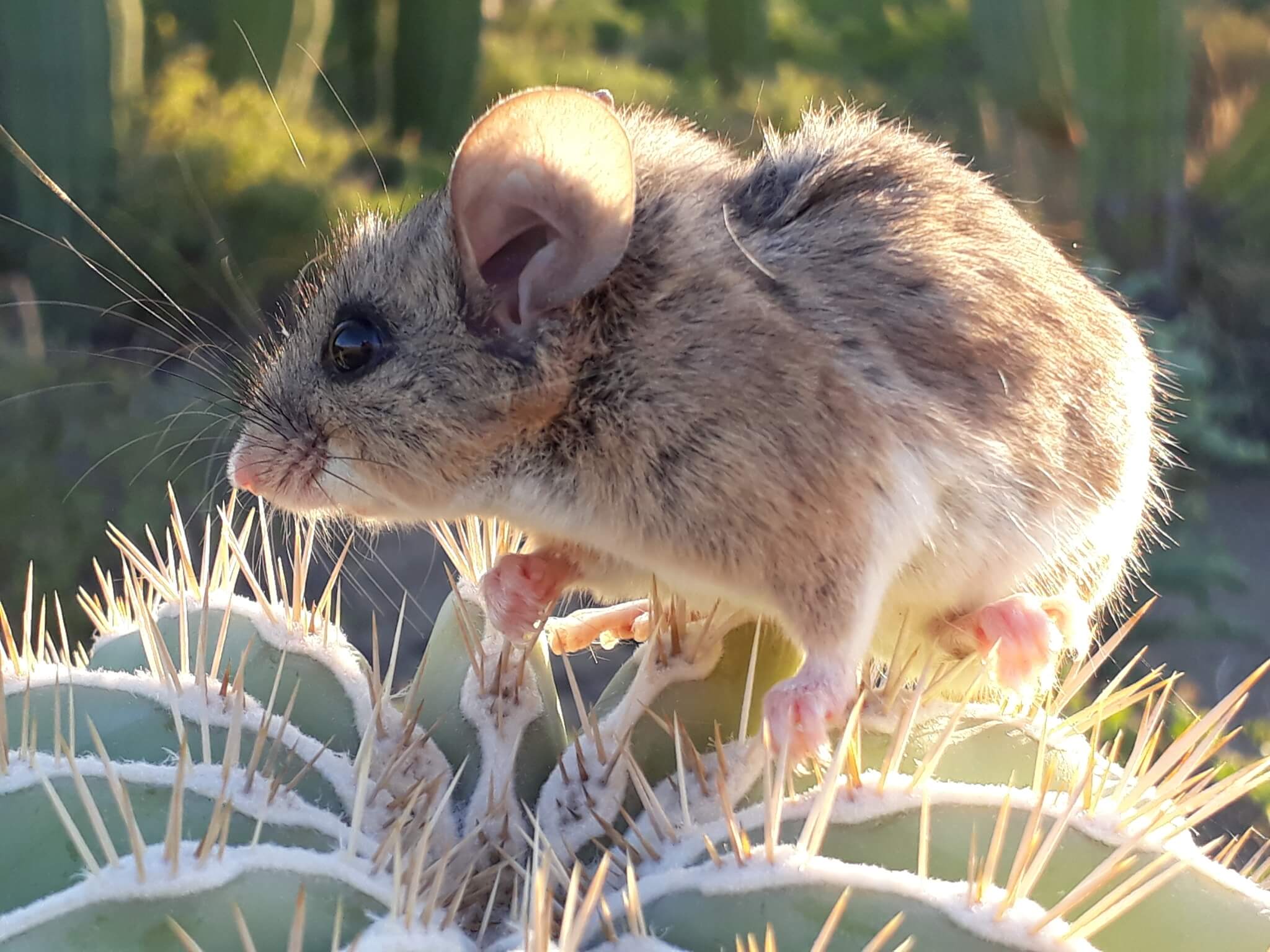 Ratón de Slevin (Peromyscus slevini).