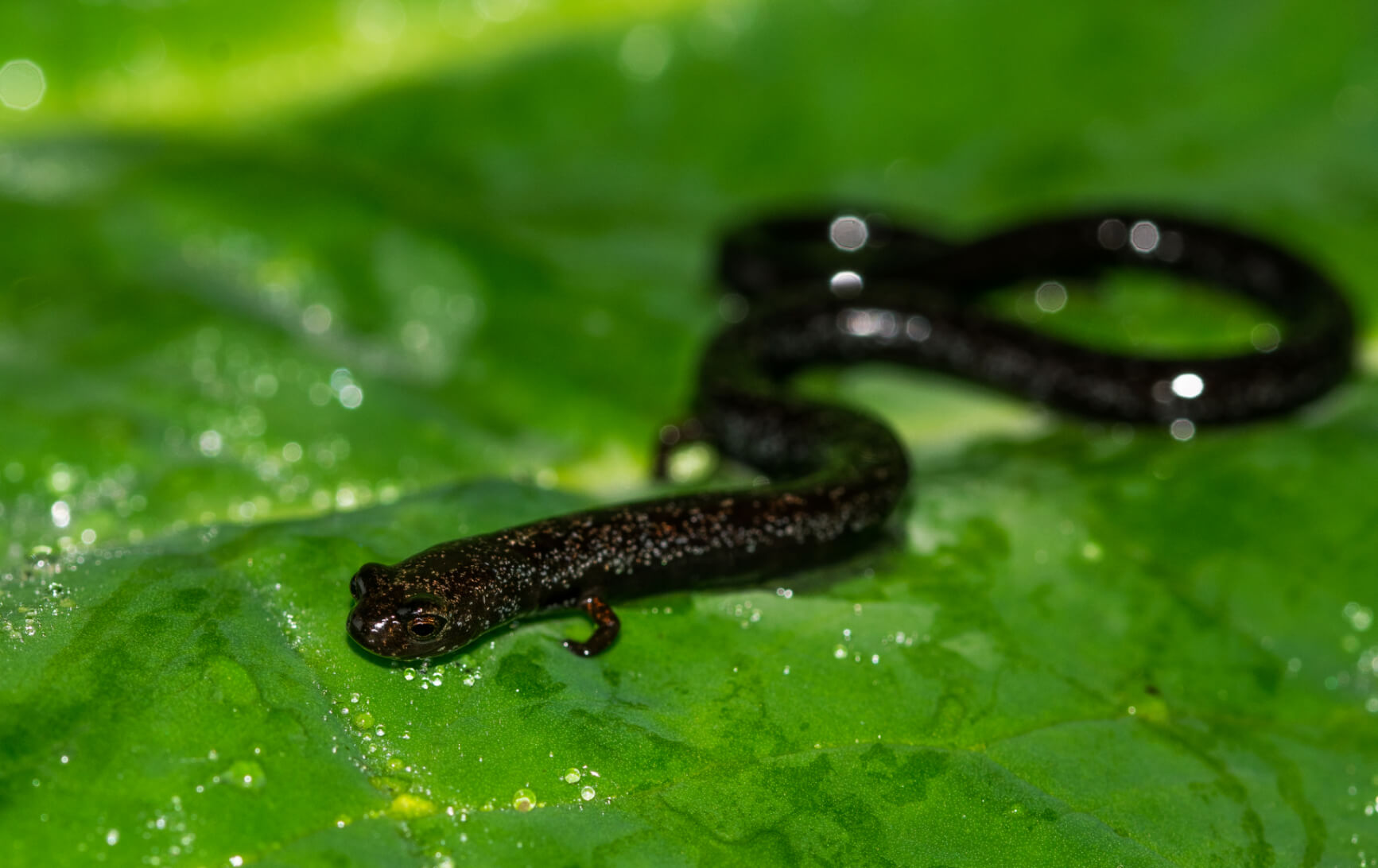 A black speckled Sierra Juarez hidden salamander on a wet leaf.