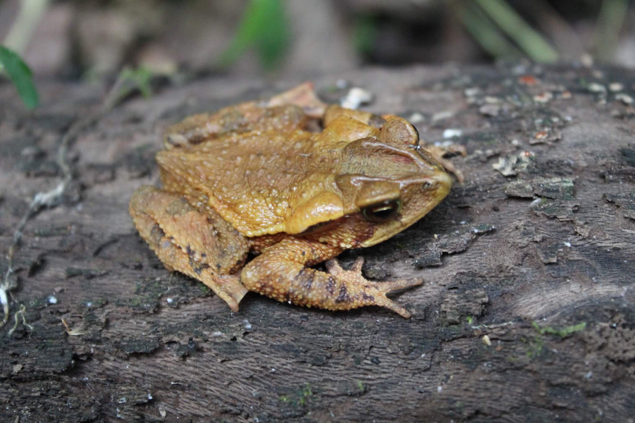 Sapo cresta grande (Incilius cristatus).