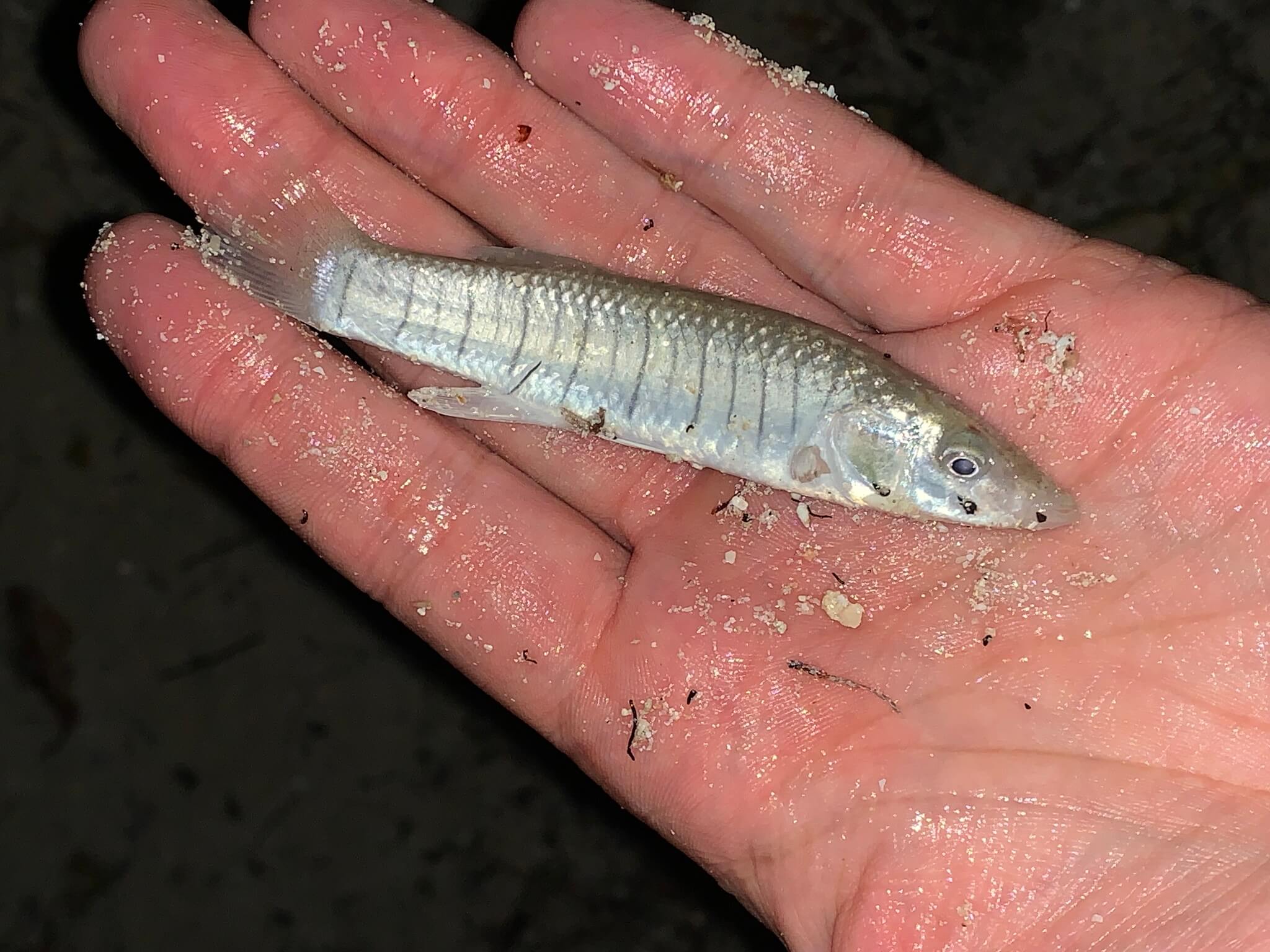 Sardinilla yucateca (Fundulus persimilis). Animales endémicos de México. 