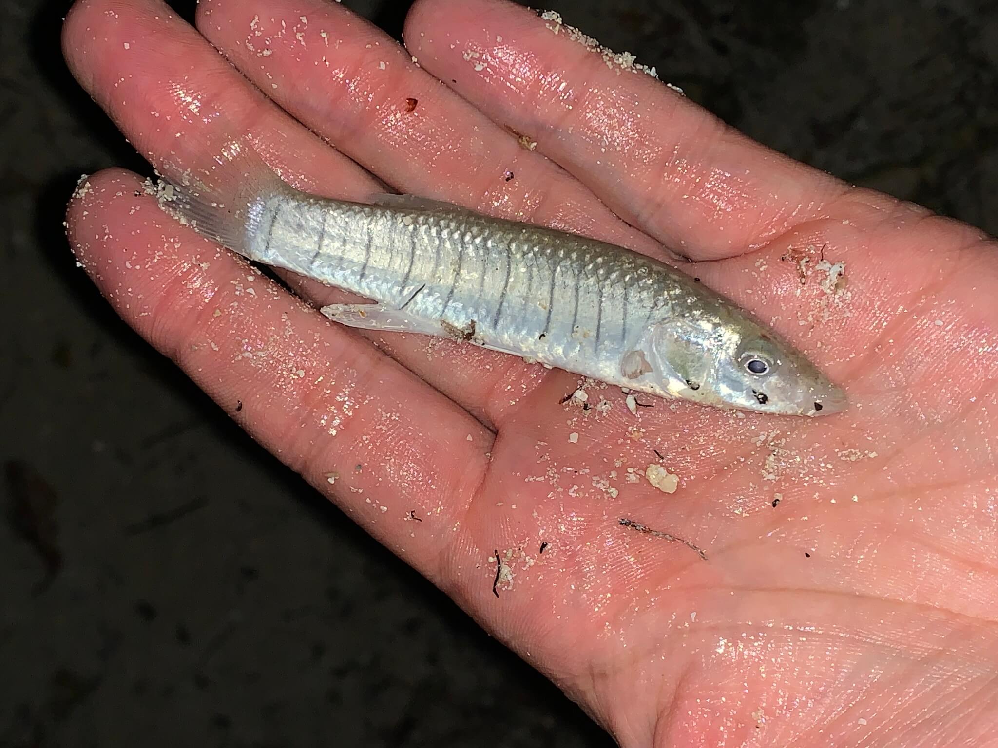 Sardinilla yucateca (Fundulus persimilis). Animales endémicos de México.