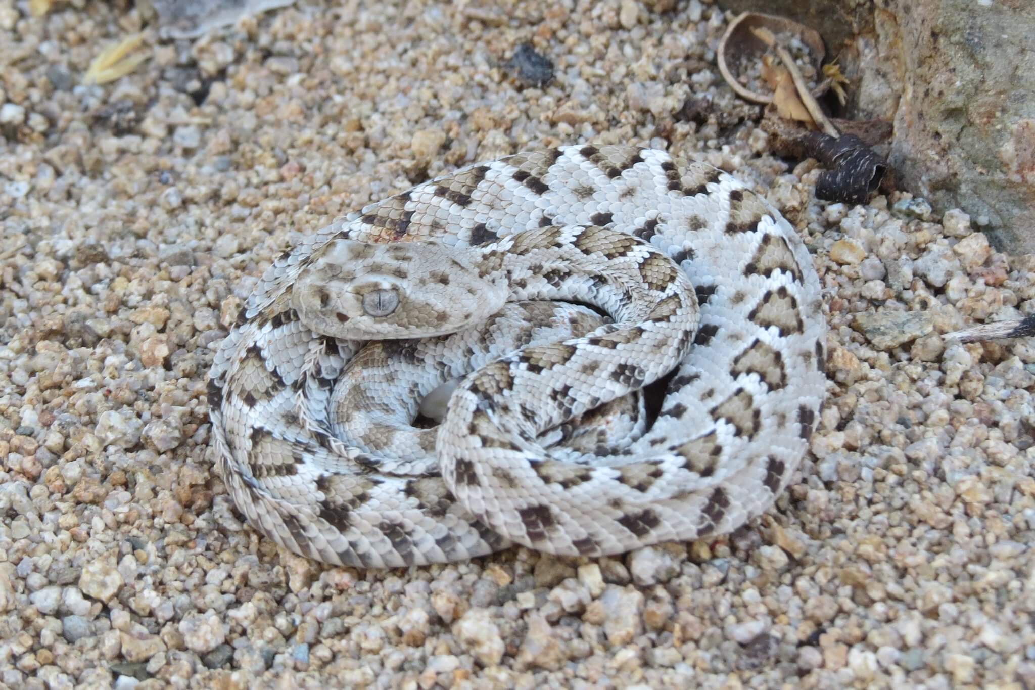 A The Santa Catalina rattlesnake coiled up.