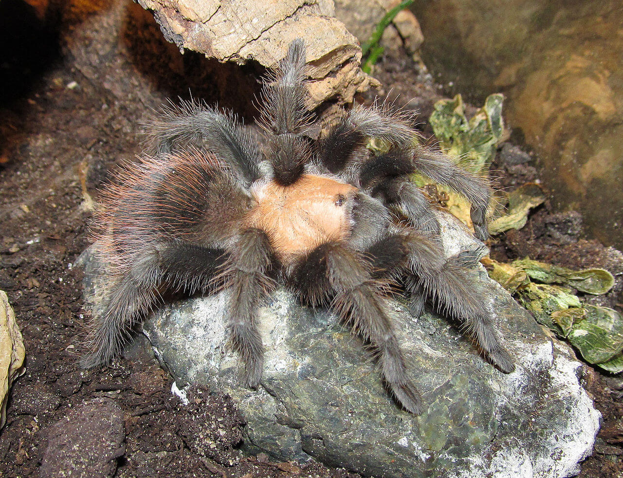 A hairy Mexican golden red rump tarantula on a rock.