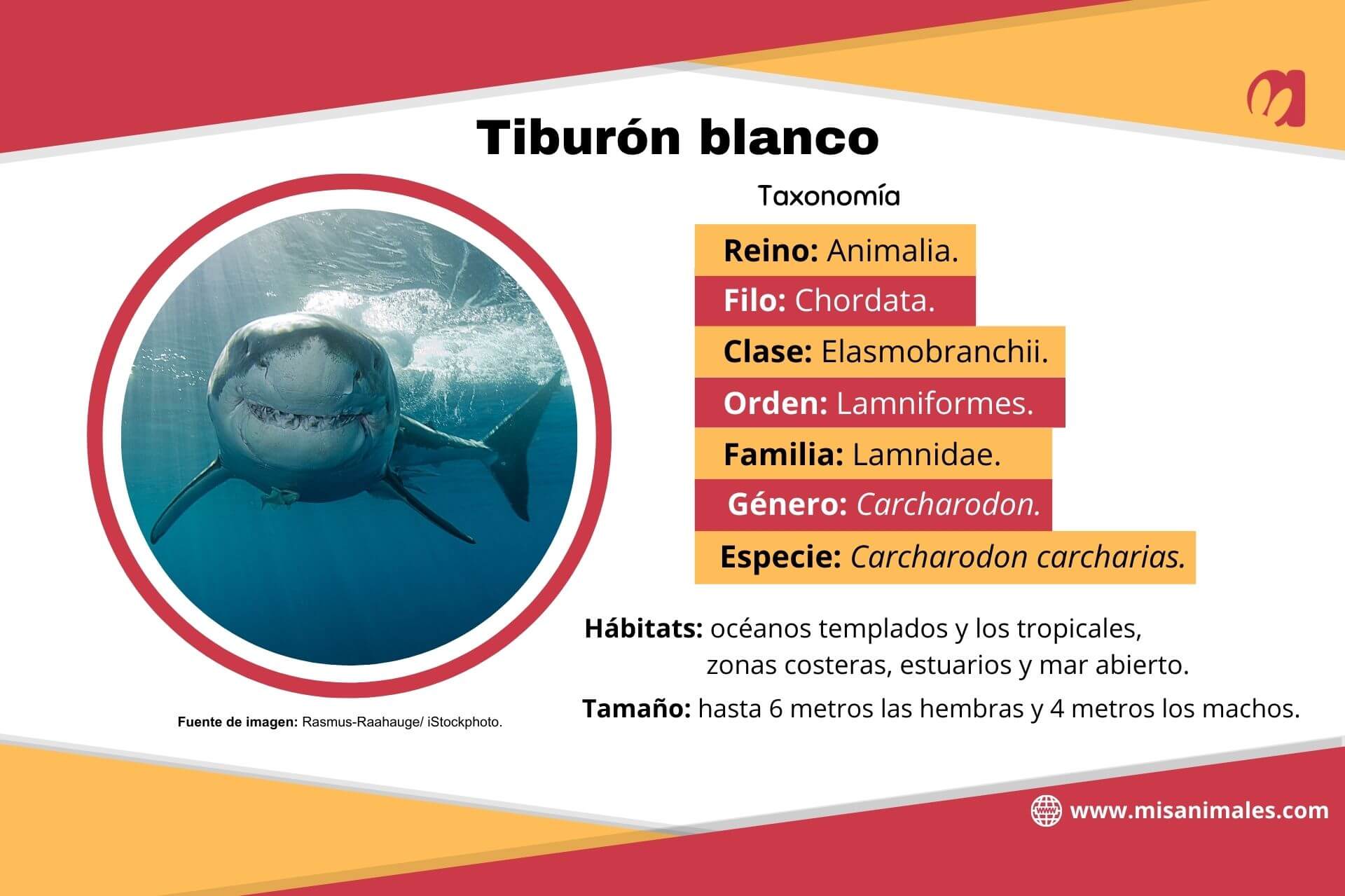 Ficha taxonómica sobre el tiburón blanco.