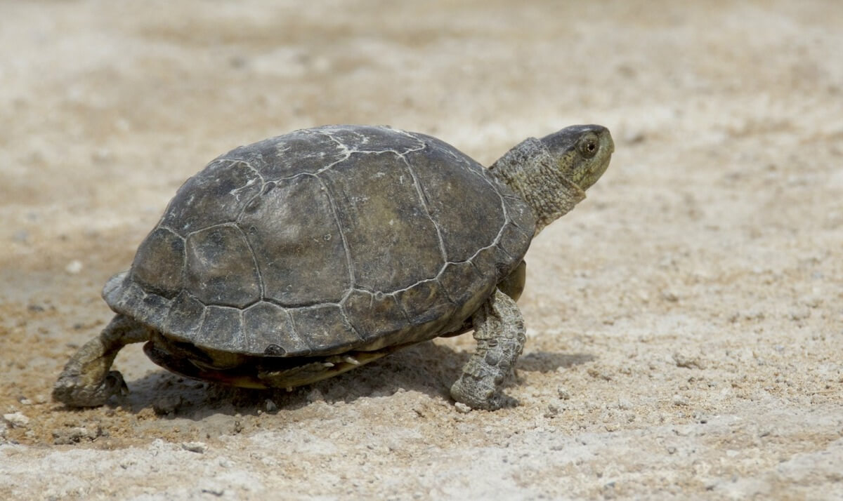 Tortuga de caja de Coahuila (Terrapene coahuila).