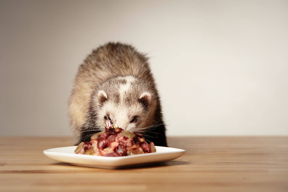 Hurón se alimenta de carne. Cuánto vive un hurón. 