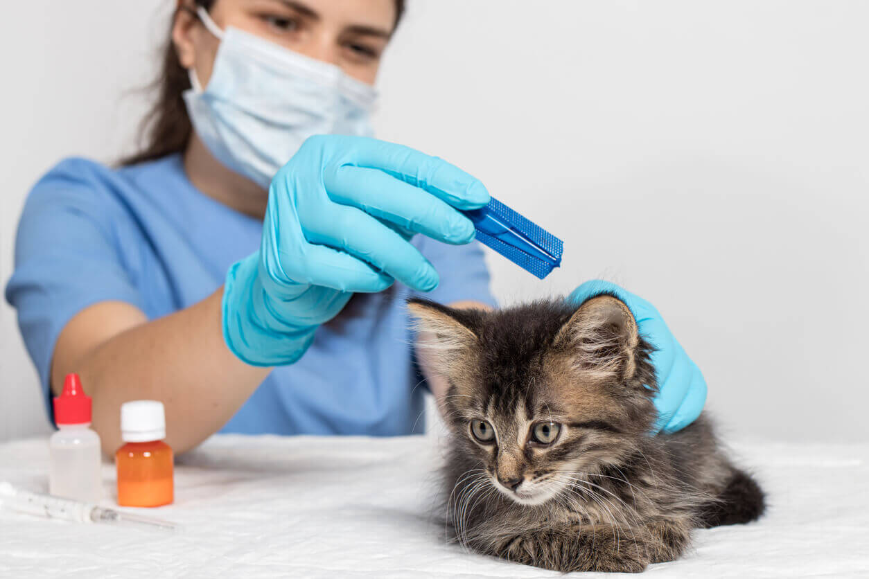 Veterinario aplica pipeta a gato.