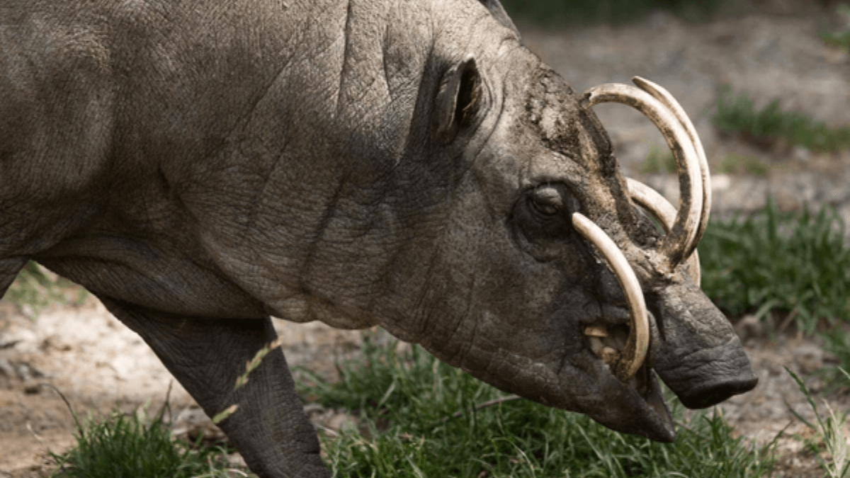 babirusa