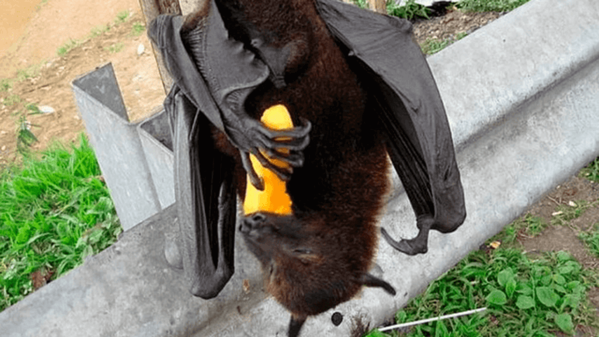 El zorro volador filipino es uno de los animales que dan miedo.