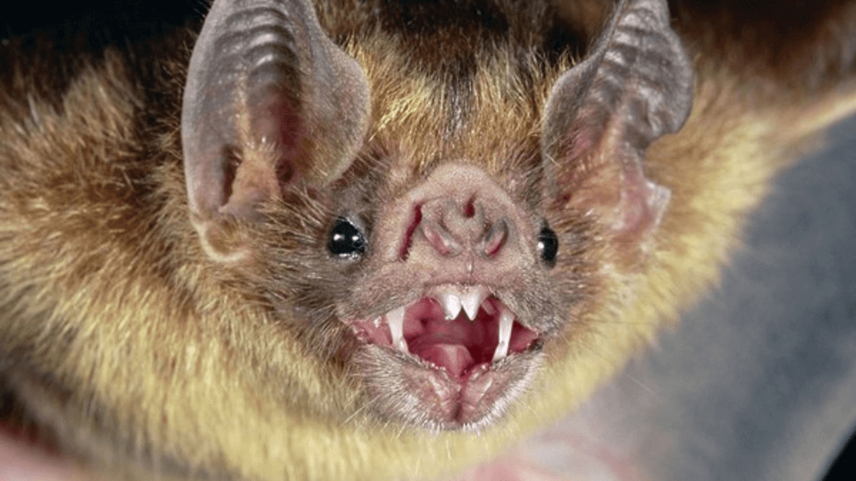 El vampiro común es uno de los animales que dan miedo.