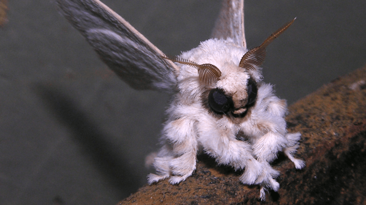 Polilla caniche uno de los animales que dan miedo. 