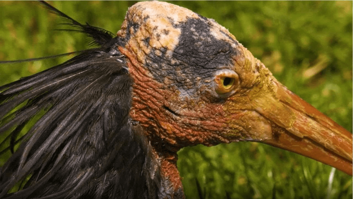 El ibis calvo es uno de los animales que dan miedo. 