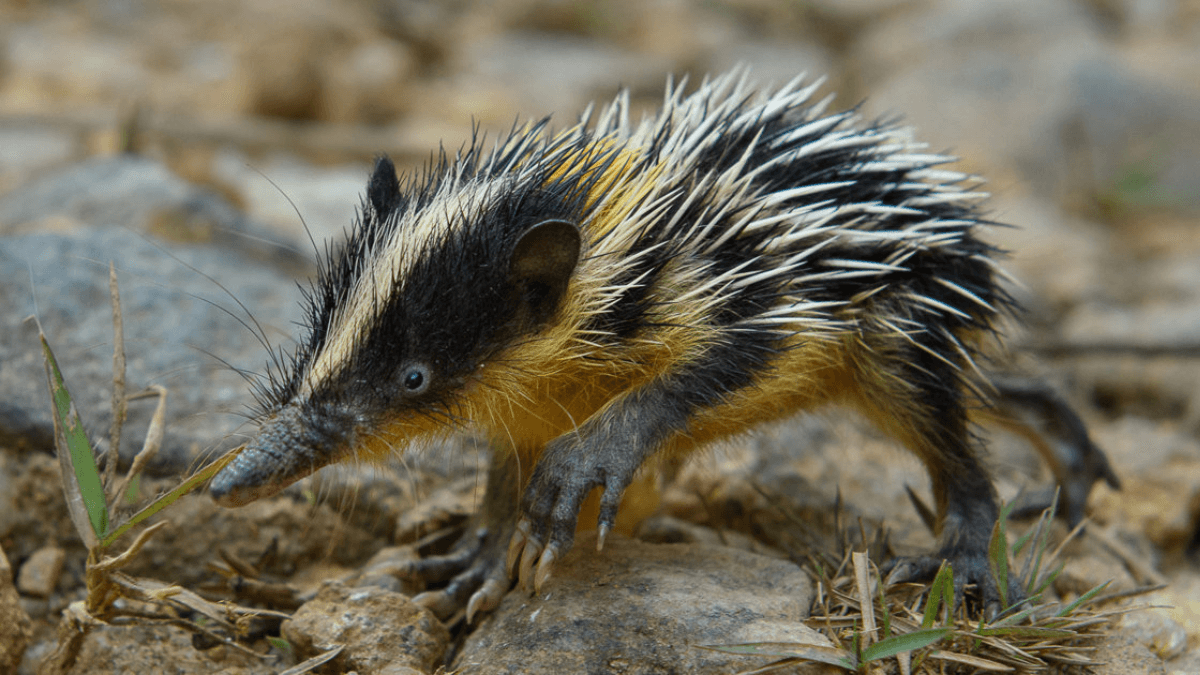 Tenrec.