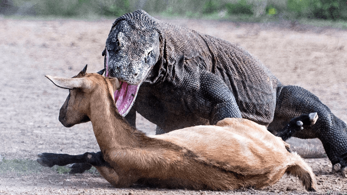 El dragón de Komodo es uno de los animales que dan miedo.