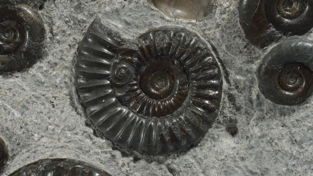 Ammonite fossils.