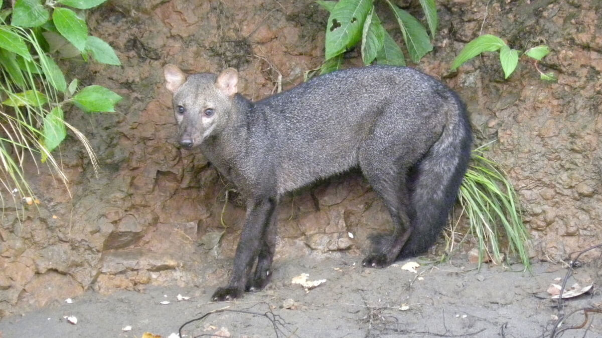 A short-eared dog in its habitat.