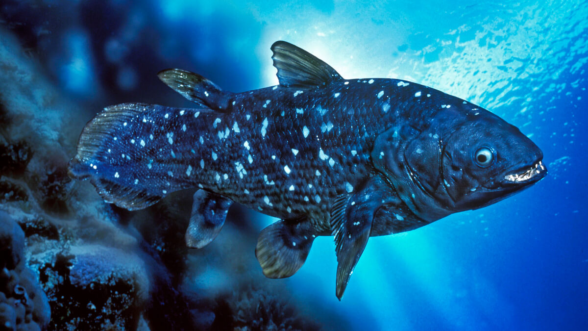 A blue Coelacanth under water.