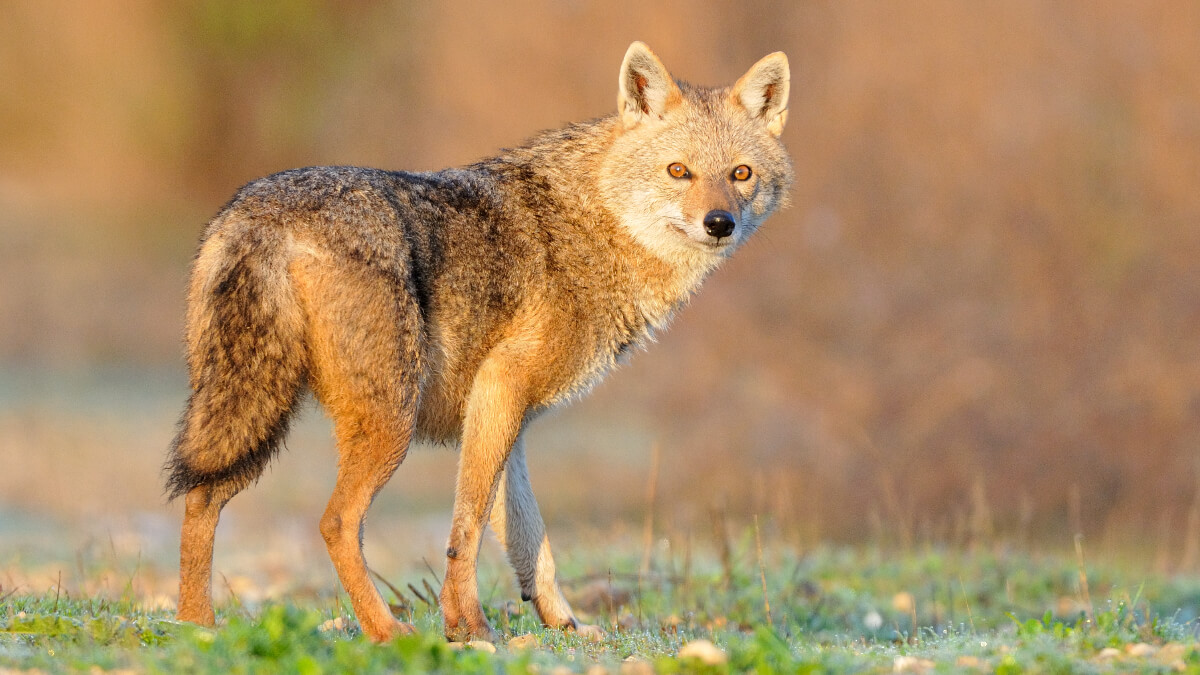 Ejemplar de chacal dorado en su hábitat.
