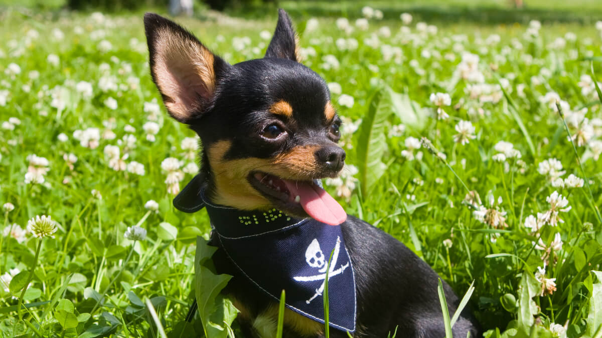 Chihuahua negro y fuego.