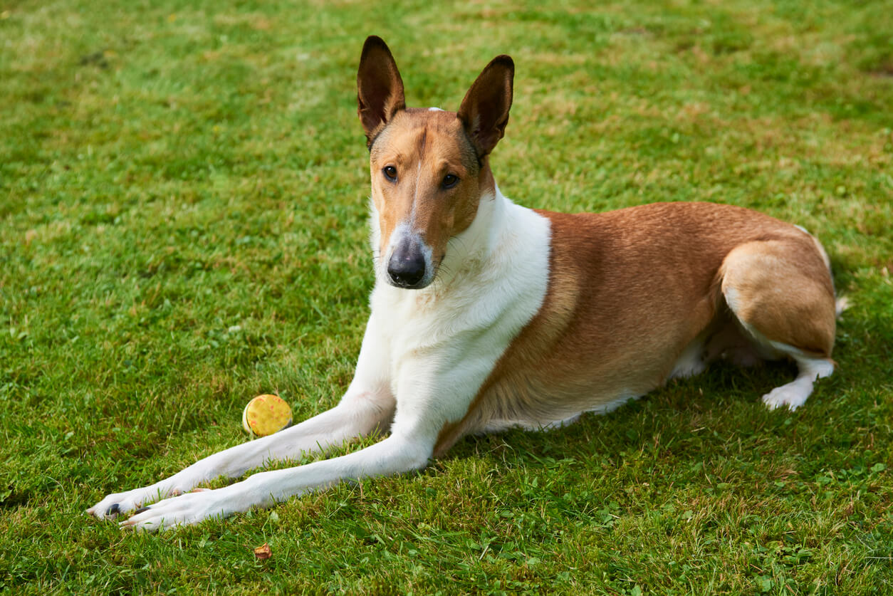 A short-haired collie sitting on a green lawn next to a toy.