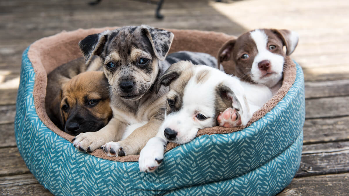 Cachorros de diversos colores. 