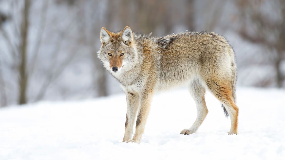 El coyote es una de las razas de perros salvajes. 