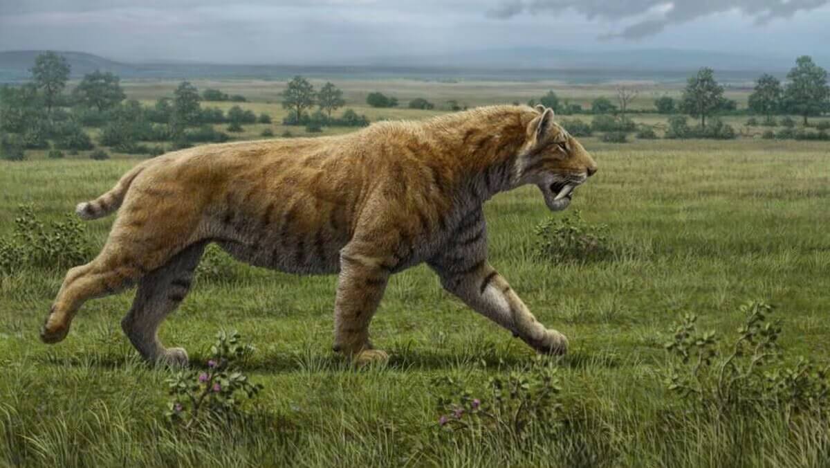 A saber toothed cat.
