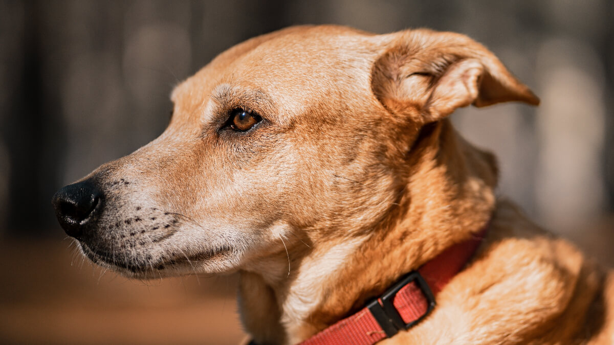 Dingo americano.
