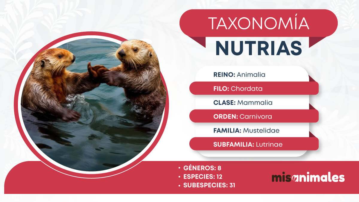 Ficha taxonómica sobre las nutrias. 