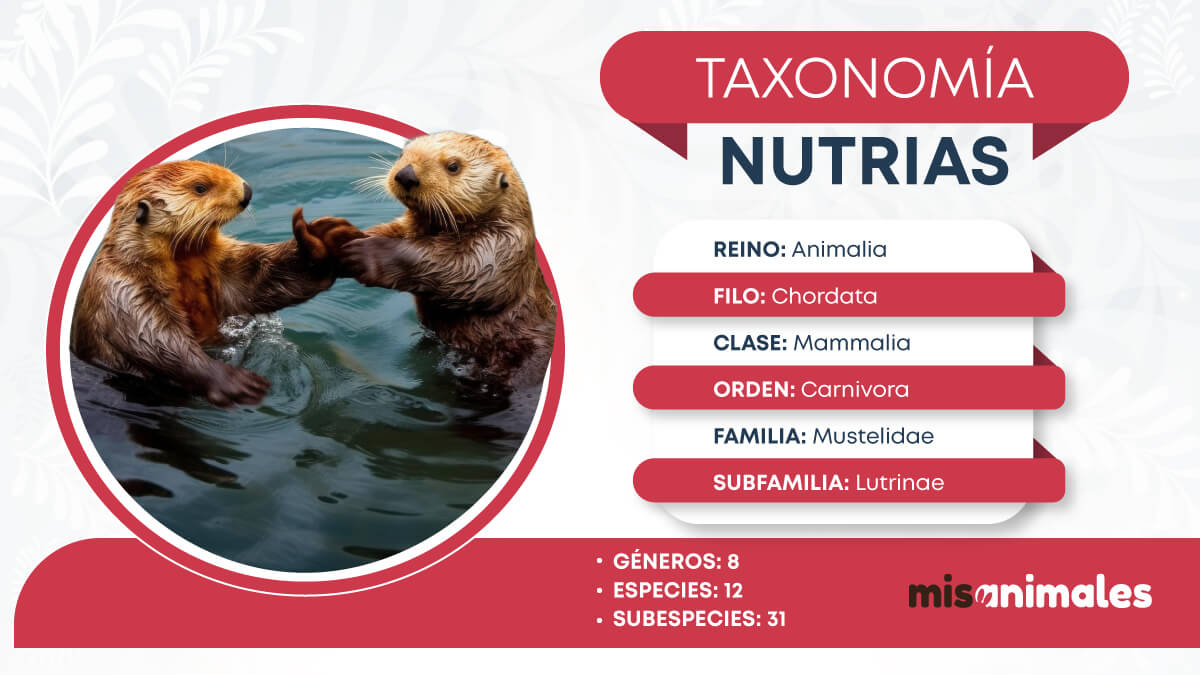 Ficha taxonómica sobre las nutrias.