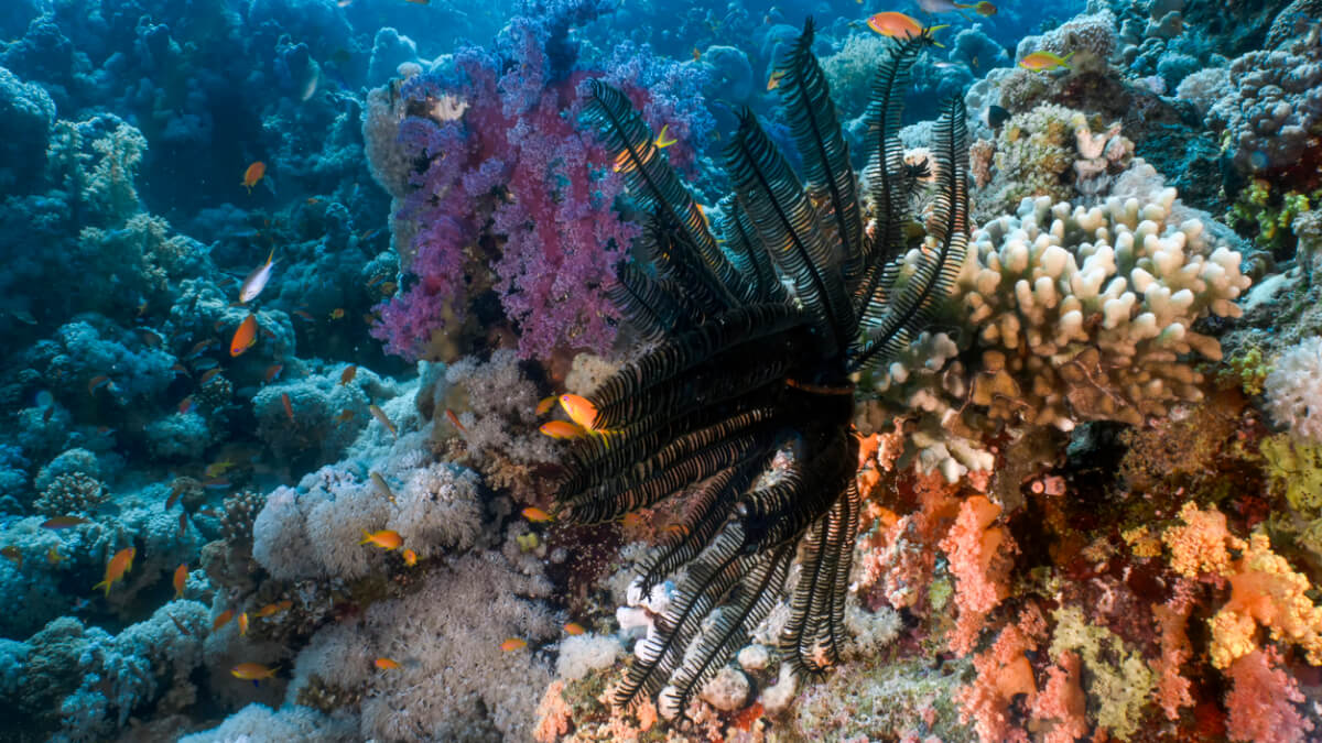 A sea lily on the ocean floor.