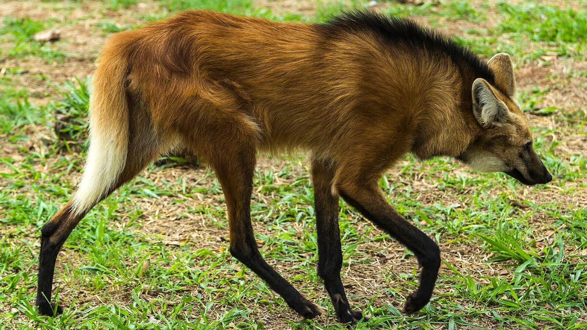 A maned wolf with a long reddish coat, a black "mane", black legs, and a white-tipped tail.