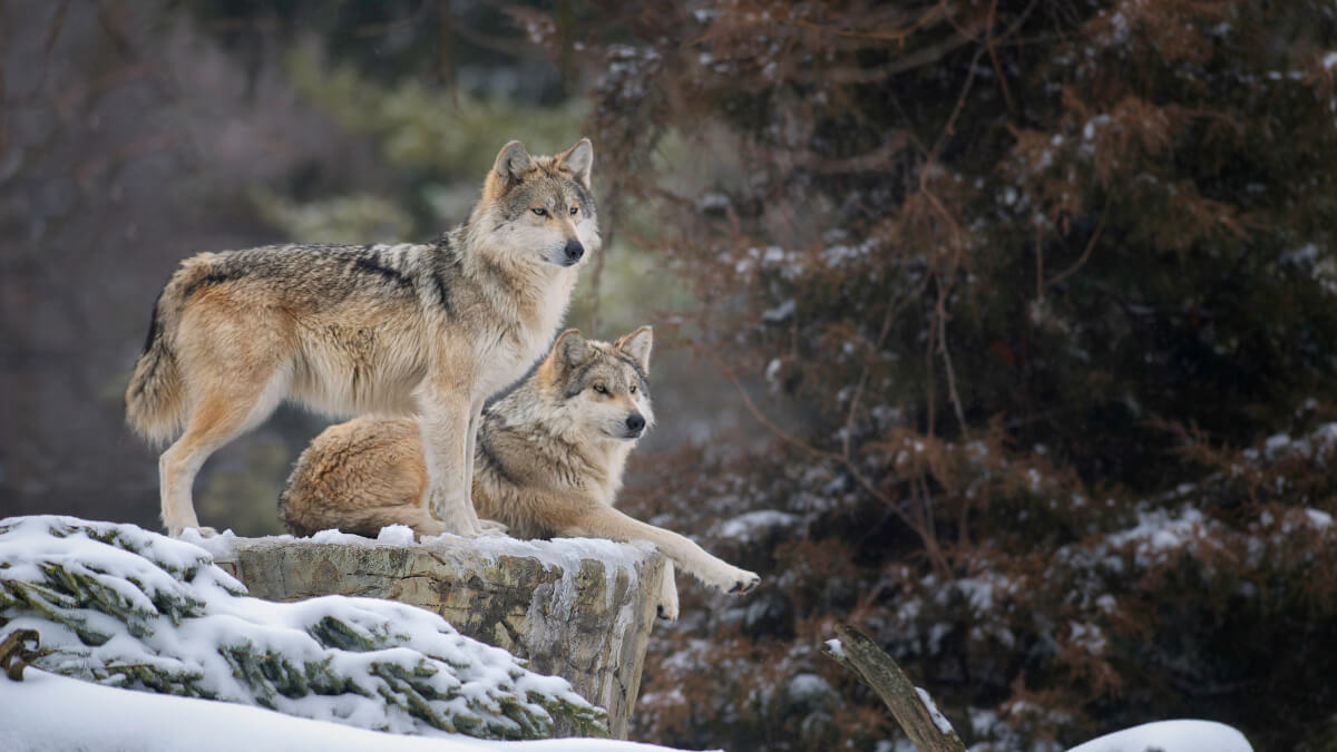 Two gray wolves on a snowy rock.