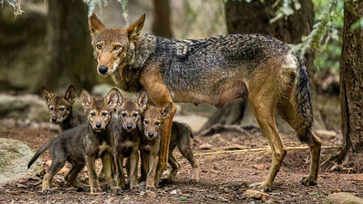 A red wolf standing over 4 pups.