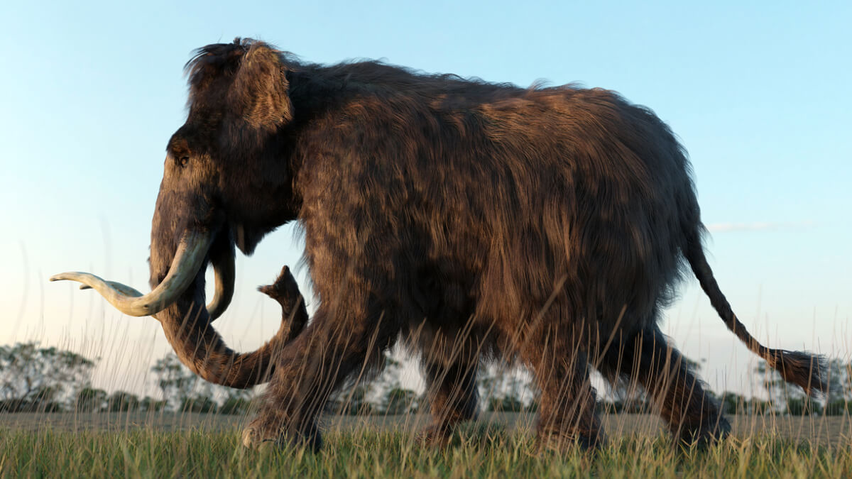 The Mammutus primigenius lived in the tundra-steppes of what is now Eurasia and North America.