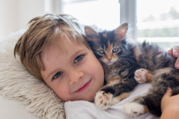 Descubre las 13 MEJORES razas de gatos para niños