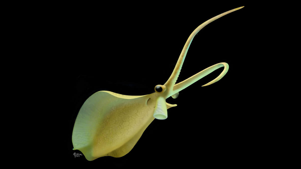 Nectocaris pteryx is one of the prehistoric animals.