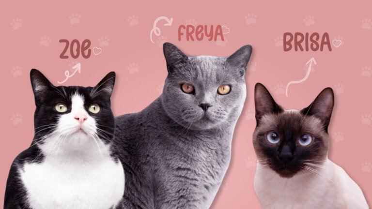 275 nombres para gatos hembra más bonitos, originales y en tendencia