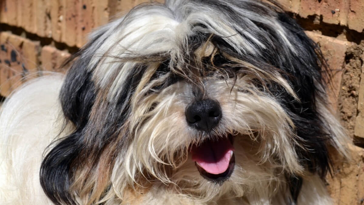 Perro con abundante pelaje.