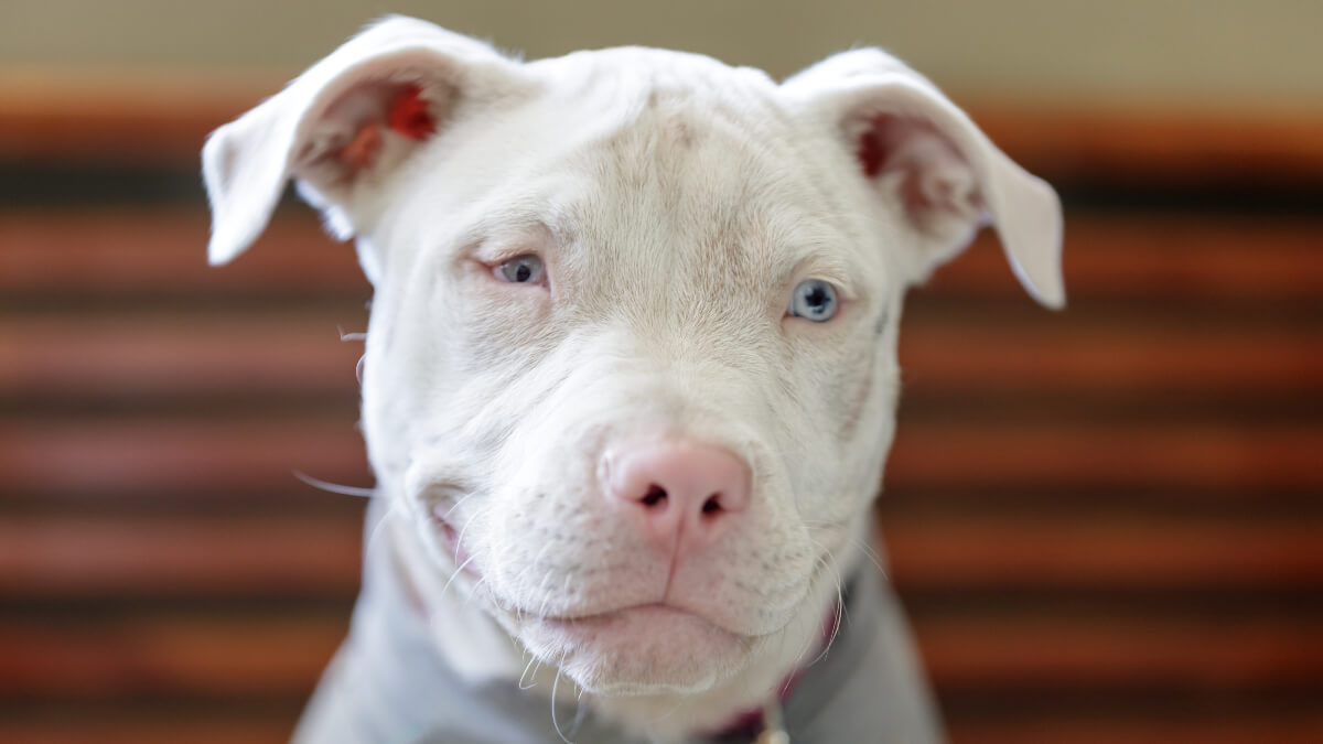 Perro pitbull albino.